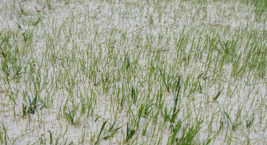 Frisch gesäter Rasen mit feinen grünen Halmen, die aus hellem Sand ragen. Ein Zeichen für neues Leben im Herbst.