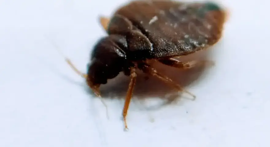 Un diminuto bed bug marrón, con seis patas y antenas, se arrastra sobre una superficie blanca.