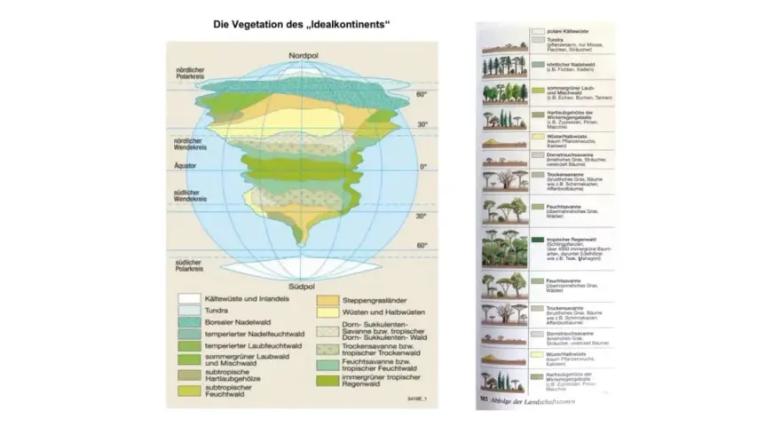 Die Vegetation des „Idealkontinents“ zeigt verschiedene Vegetationszonen, von der Tundra bis zum tropischen Regenwald.