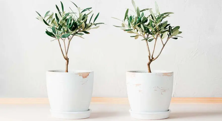 Dos olivos jóvenes en macetas blancas, ideales para aprender como cuidar un olivo en maceta.