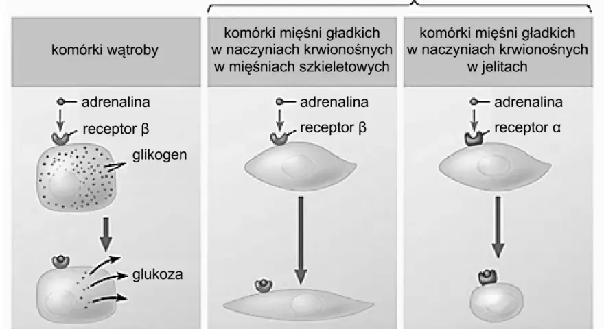 Ilustracja przedstawia działanie adrenaliny na komórki wątroby i mięśni gładkich, pokazując różne receptory.