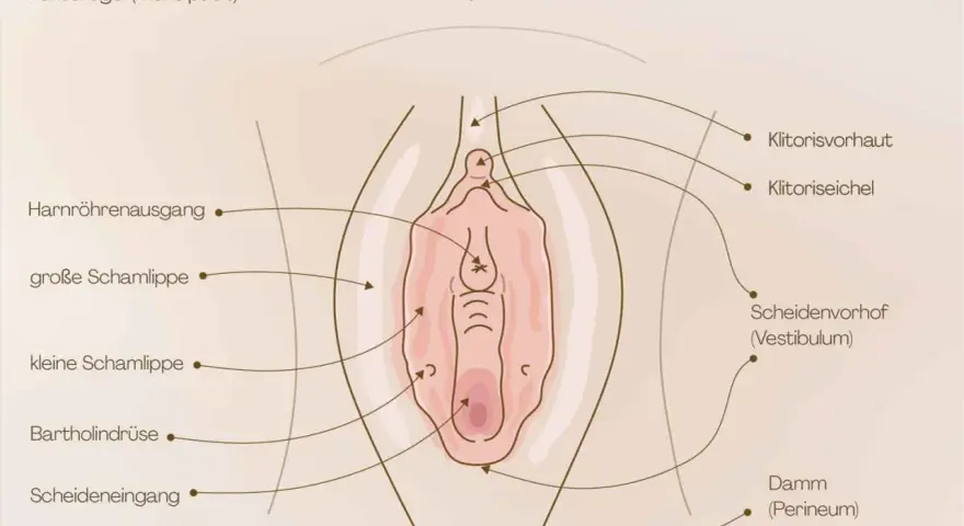 Anatomische Darstellung der weiblichen Genitalien, mit Beschriftungen wie Klitoris, Schamlippen und Scheide. Wichtig für das Verständnis der Entwicklung von kleinkind kinder scheiden.