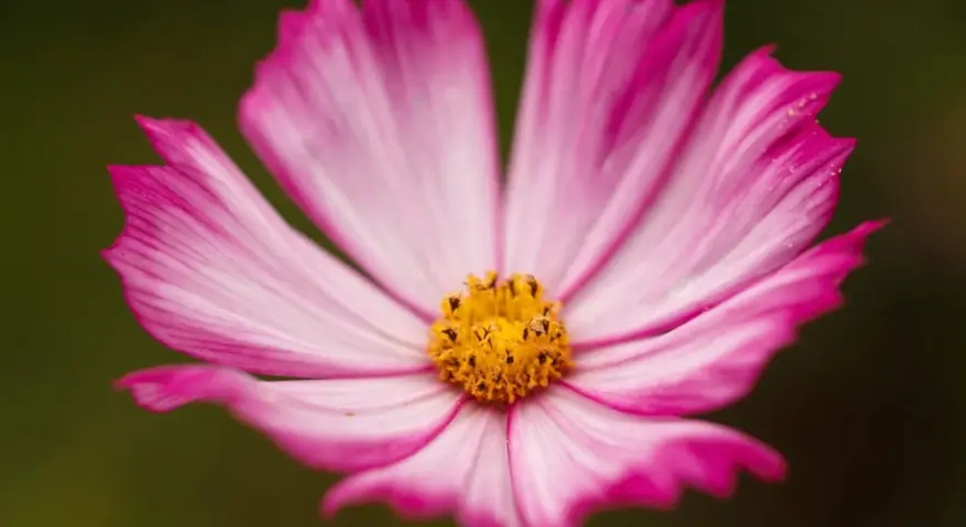 Una delicada flor de octubre, con pétalos rosados y blancos que se abren hacia un centro amarillo vibrante.