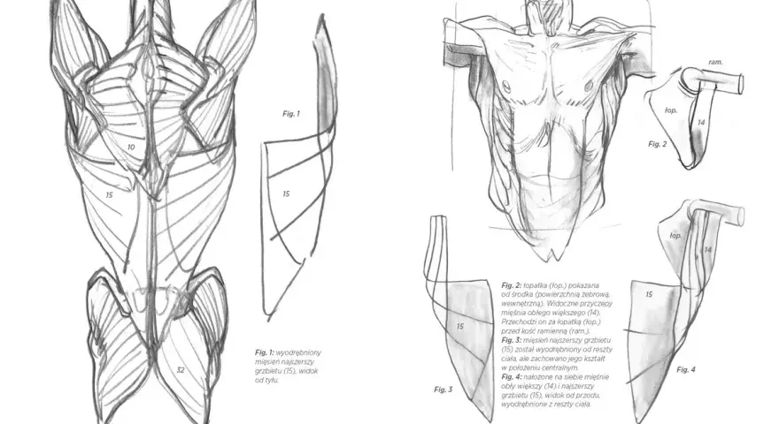 Anatomia mięśni: jak narysować nogi i plecy. Rysunki przedstawiają mięśnie grzbietu, łopatki i ramion.