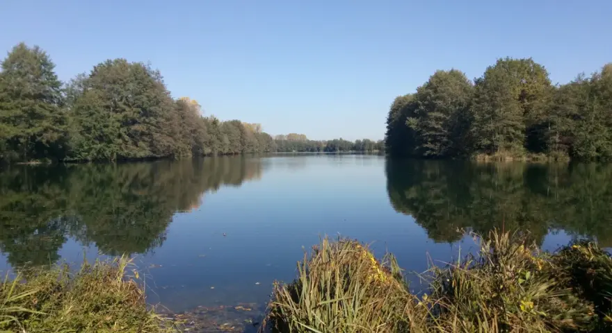 Ein ruhiger Baarer Weiher im Herbst, umgeben von Bäumen, deren Spiegelung sich im klaren Wasser bricht.