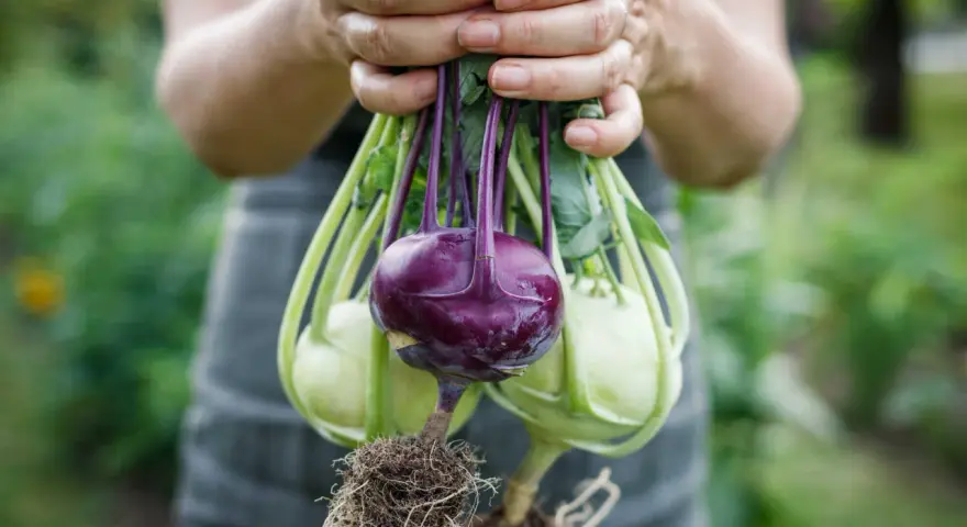 Hände halten frisch geernteten Kohlrabi mit Wurzeln. Ein lila Kohlrabi sticht hervor, umgeben von hellgrünen Exemplaren.