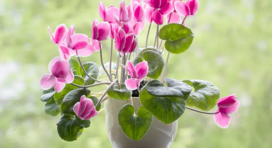 Un macizo de flores rosadas de ciclamen, un ejemplo de hermosos tipos de flores, florece en una maceta blanca contra un fondo verde desenfocado.