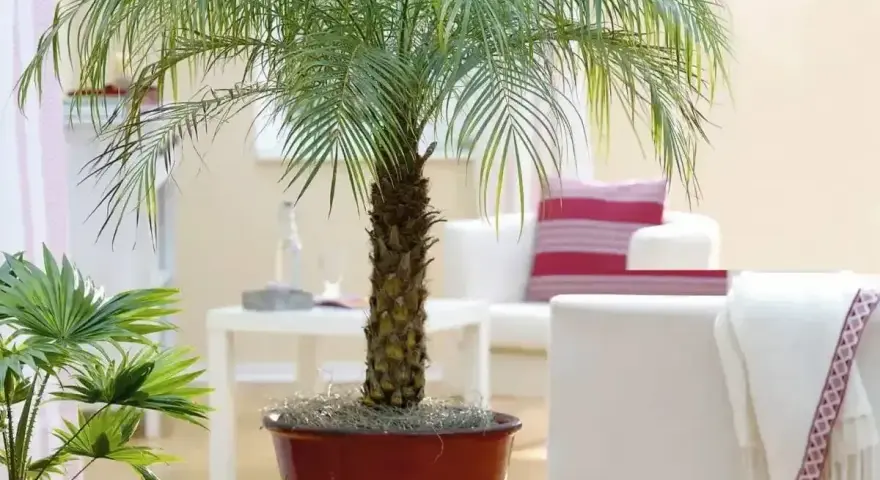 Elegancka palma domowa w donicy, tworząca tropikalny klimat w salonie. Obok mniejsza roślina.