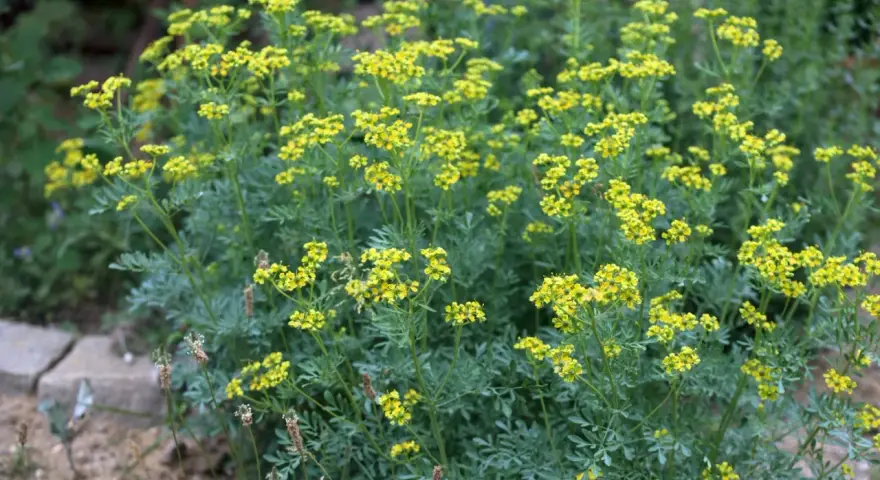 Ein Busch mit kleinen gelben Blüten und blaugrünen Blättern. Vielleicht inspiriert er zu neuen weinraute rezepten.