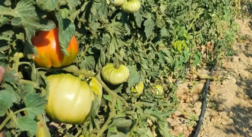 Tomates verdes y uno anaranjado en una planta. Una araña roja se esconde entre las hojas, esperando su próxima comida.
