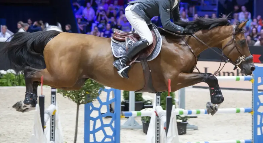 Cavalier et cheval brun en plein saut d'obstacles lors d'un événement CSI 5*.