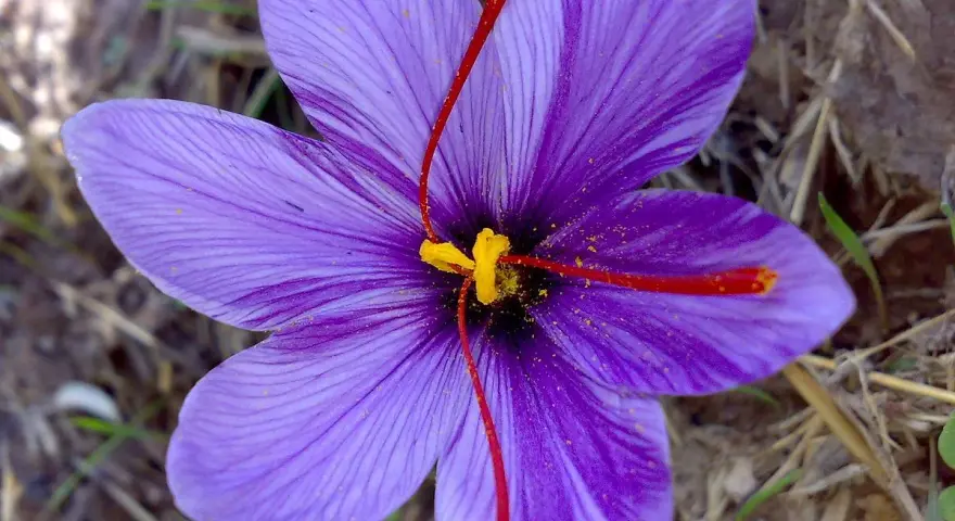 En lila krokusblomma med sina röda pistiller och gula ståndarknappar, känd som världens dyraste krydda.