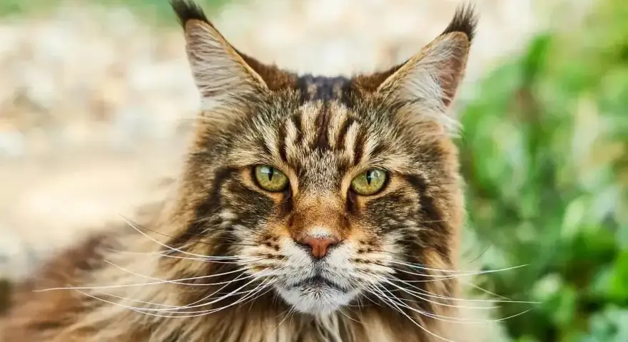Majestatyczny kot rasy Maine Coon o zielonych oczach i bujnej sierści, z charakterystycznymi pędzelkami na uszach, spogląda prosto w obiektyw.
