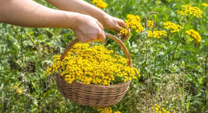 Hände pflücken gelbe Blüten für einen Korb. Diese Pflanzen, wie Rainfarn, sind bekannt dafür, welche Pflanzen vertreiben Zecken.