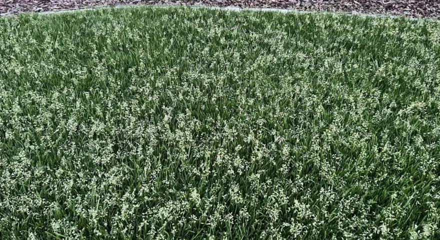 Grüner Rasen mit vielen kleinen weißen Blüten. Poa supina nachteile: diese Blüten können das Rasenbild stören.