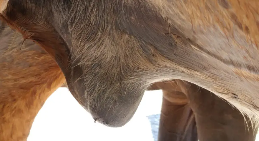 Gros plan sur le ventre d'un cheval, montrant un œdème abdominal. La peau est tendue et gonflée, signe d'une accumulation de liquide.