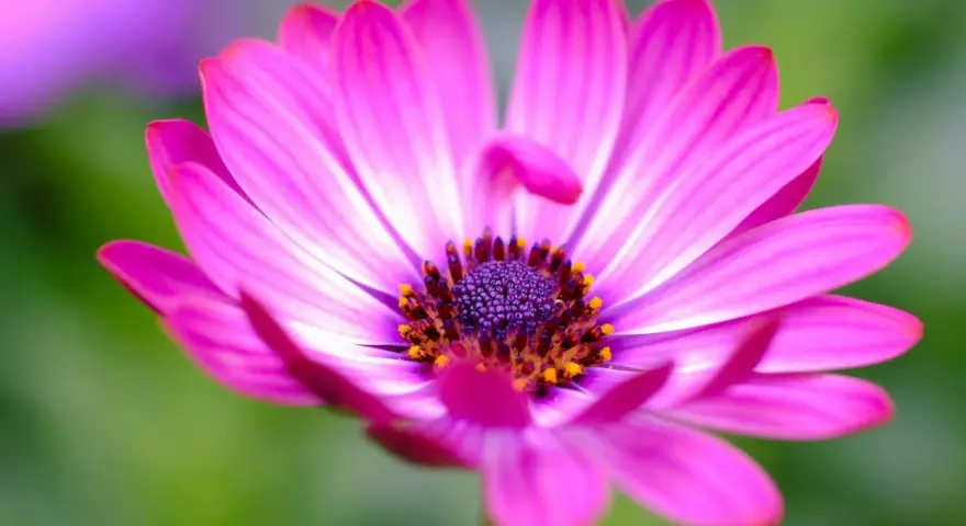 Una margarita rosa vibrante, símbolo del significado de las margaritas: inocencia y pureza.