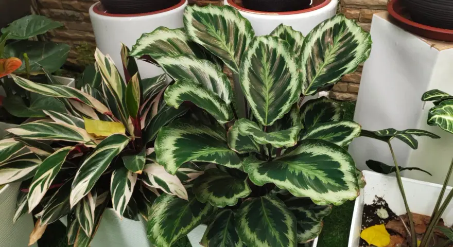 Calathea con hojas verdes y blancas, ideal para interiores. Sus cuidados son sencillos si se le da luz indirecta y humedad.