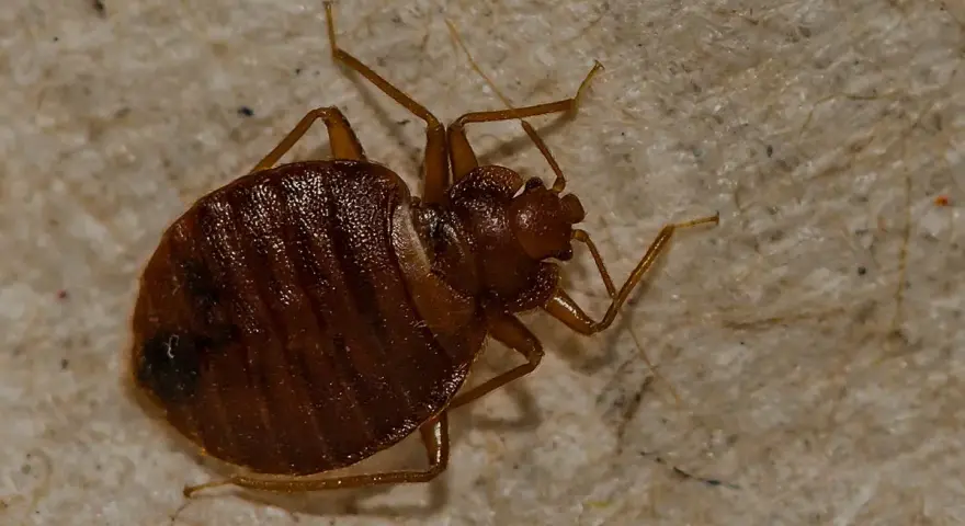 Un primer plano muestra cómo aparecen las chinches, con su cuerpo marrón y segmentado y sus patas delgadas sobre una superficie texturizada.