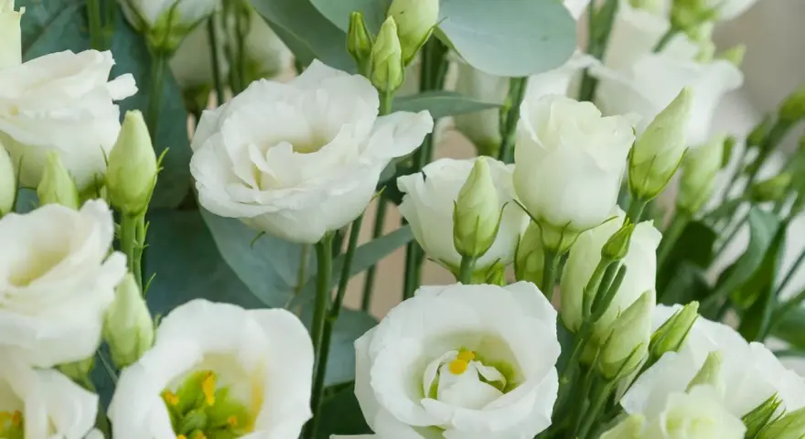 Un ramo de lisianthus blancos, símbolo de gratitud y aprecio. Sus pétalos delicados y capullos verdes evocan pureza y esperanza.