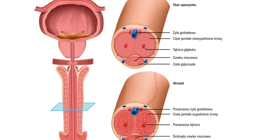 Anatomia penisa w stanie spoczynku: przekrój pokazuje cewkę moczową, ciała jamiste i naczynia krwionośne.