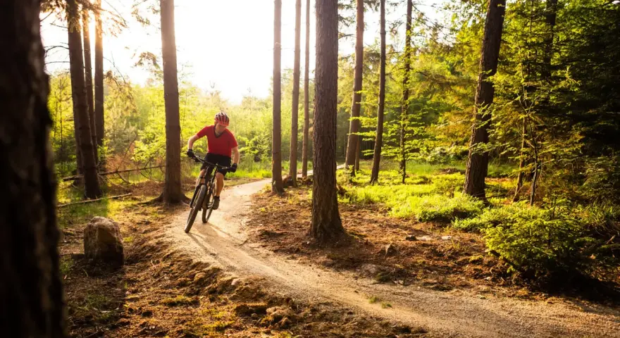 A person on a mountain bike navigates a sun-dappled forest trail, perfect for mountain biking for beginners.