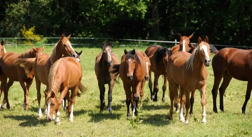 Un troupeau de chevaux bruns dans un pré verdoyant, profitant d'une retraite paisible.