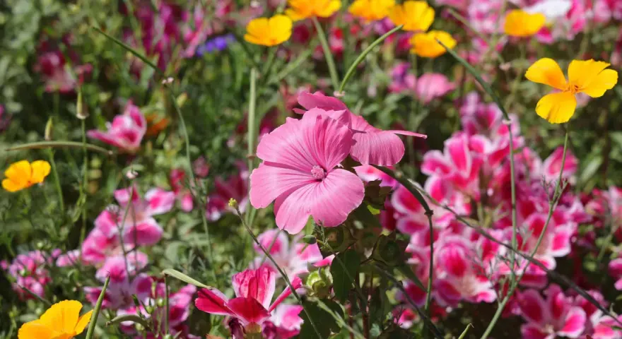 Eine bunte Blumenwiese mit leuchtend pinken und gelben Blüten, die an ein gelungenes Projekt zum Blumenwiese anlegen erinnert.