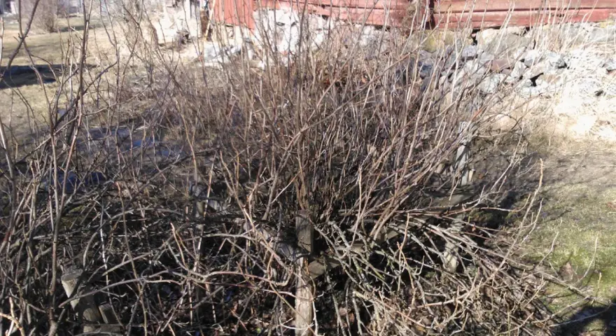 En buske med många tunna grenar, redo att klippa röda vinbär. Bakom syns ett rött trähus.