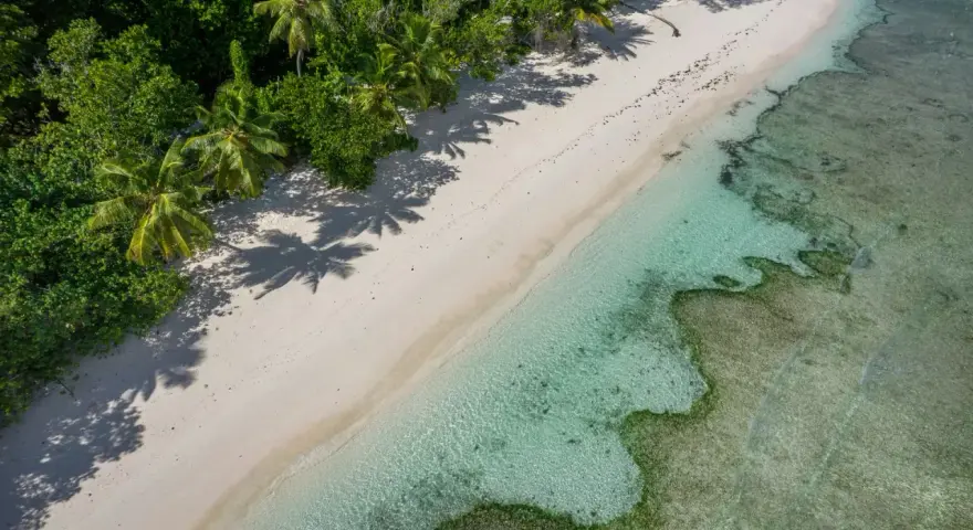 Rajska plaża z palmami i turkusową wodą. Czy Seszele są bezpieczne? Tak, to idealne miejsce na spokojny wypoczynek.
