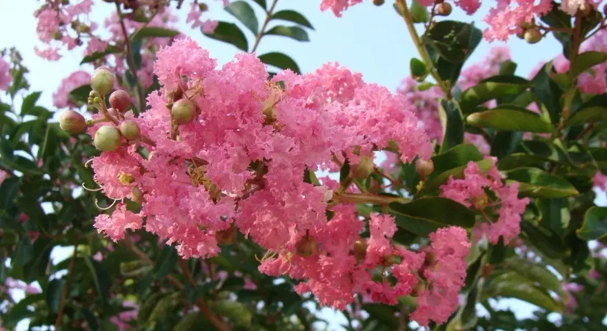 Kwitnąca lagerstroemia w Polsce, z pąkami i zielonymi liśćmi na tle błękitnego nieba.