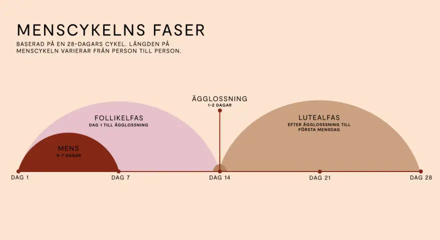Grafisk illustration av menscykelns faser: mens, follikelfas, ägglossning och lutealfas.