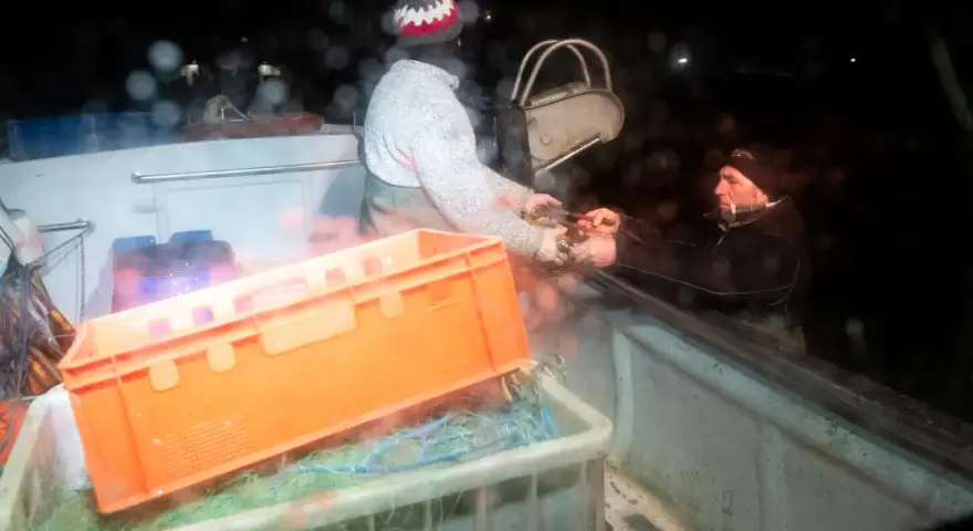 Połów śledzi w Bałtyku: Kiedy i gdzie zaplanować udany połów?