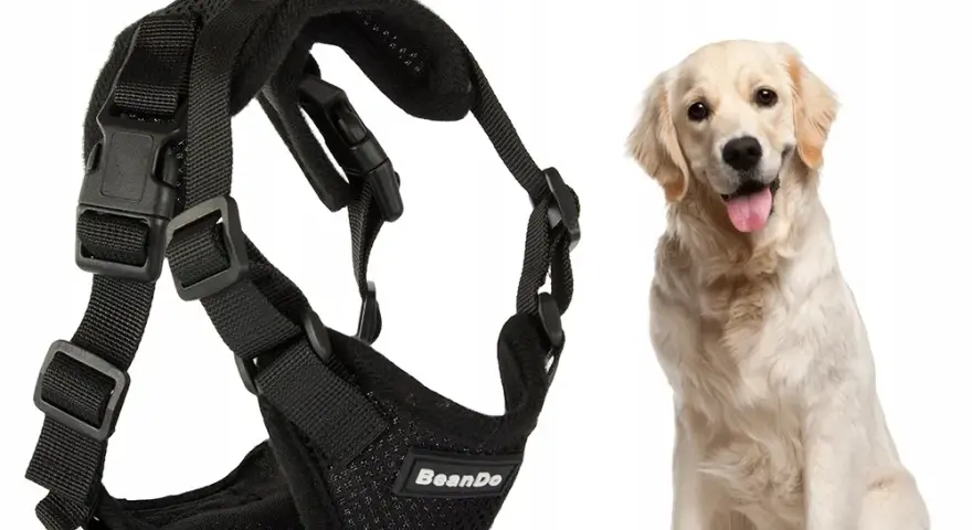 Obroża czy szelki dla golden retrievera – co wybrać dla psa?