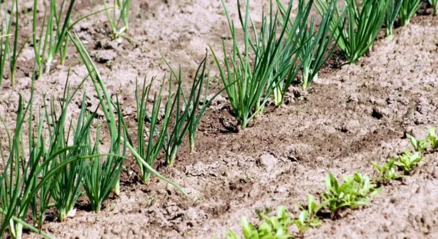 Młode szczypiorki rosną w rzędach na ziemi. Zastanawiasz się, co siać po cebuli? Oto odpowiedź w naturze.
