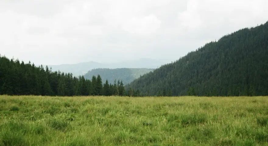 Zielona, bujna trawa na łąkach trwałych, co to znaczy? To naturalne, nieuprawiane tereny, otoczone lasem i górami.
