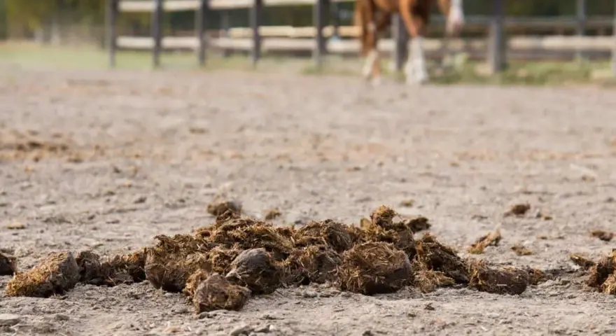 Un tas de crottin de cheval sur le sol sablonneux d'une carrière, avec un cheval en arrière-plan.