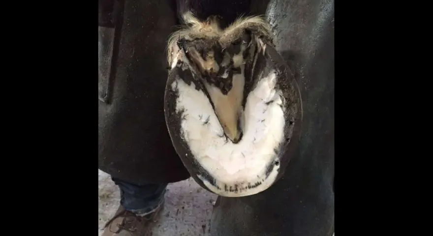 Gros plan sur un pied de cheval soigné, montrant la sole blanche et le sabot sain, contrastant avec l'idée d'un pied pourris.
