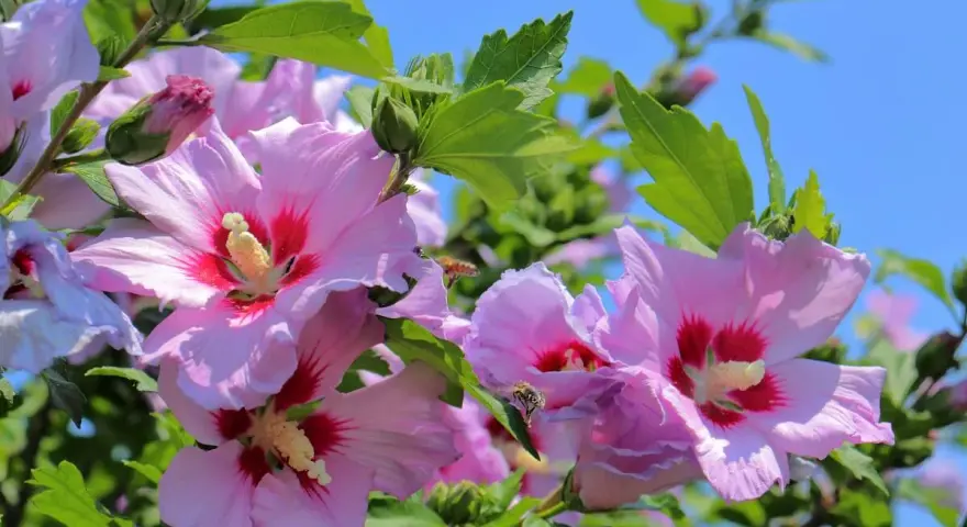 Różowe hibiskusy kwitną w pełnym słońcu. Pszczoły zbierają nektar z kwiatów, a zielone liście tworzą tło dla tego pięknego stanowiska.