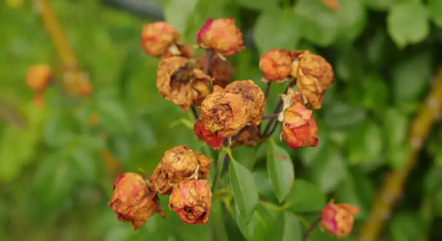 Fleurs de roses desséchées, signe d'une maladie des rosiers. Peut-être un remède de grand-mère pourrait les sauver.
