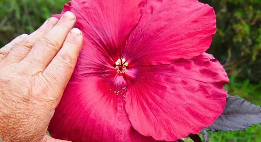 Una mano toca una enorme flor de escorpio de color rosa intenso, mostrando su tamaño y delicados pétalos.