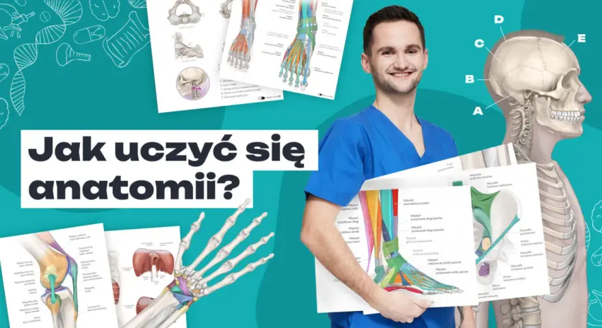 Uśmiechnięty student medycyny prezentuje materiały do kursu anatomii: szkielet, mięśnie i kości.