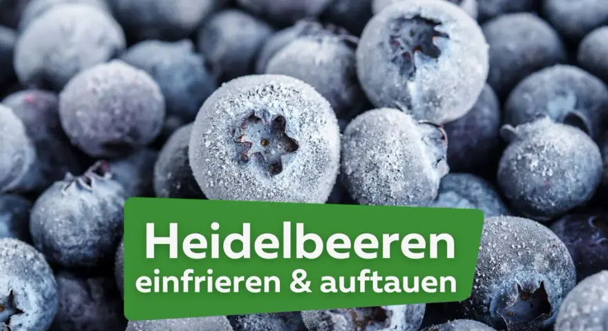 Nahaufnahme von gefrorenen Heidelbeeren, die zum Verarbeiten bereit sind. Der Text "Heidelbeeren einfrieren & auftauen" ist auf einem grünen Feld sichtbar.