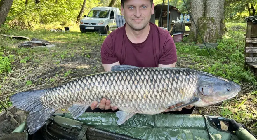Wędkarz z dumą prezentuje okazałego amura, złowionego na swój zestaw na amura. Ryba lśni w słońcu, a w tle widać las i samochód.