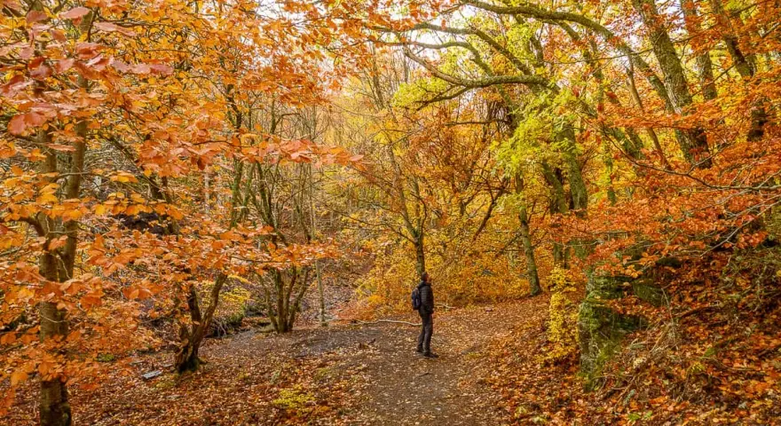Senderismo en un bosque otoñal de Guadalajara, con hojas doradas y naranjas cubriendo el camino. Una tejera negra se alza entre los árboles.