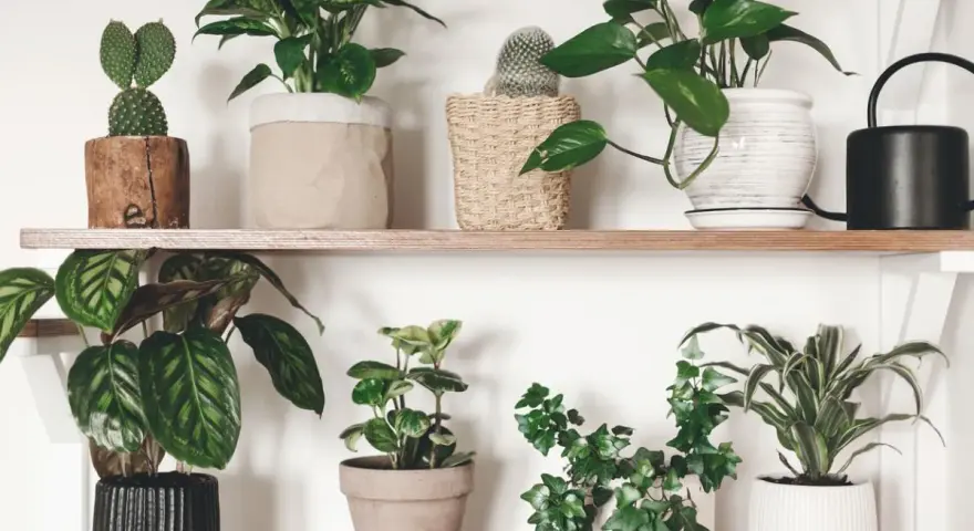 Estantería con varias plantas en macetas. Un cactus en tronco, una planta de hojas grandes y un anturio, que es de sol o sombra, según su variedad.