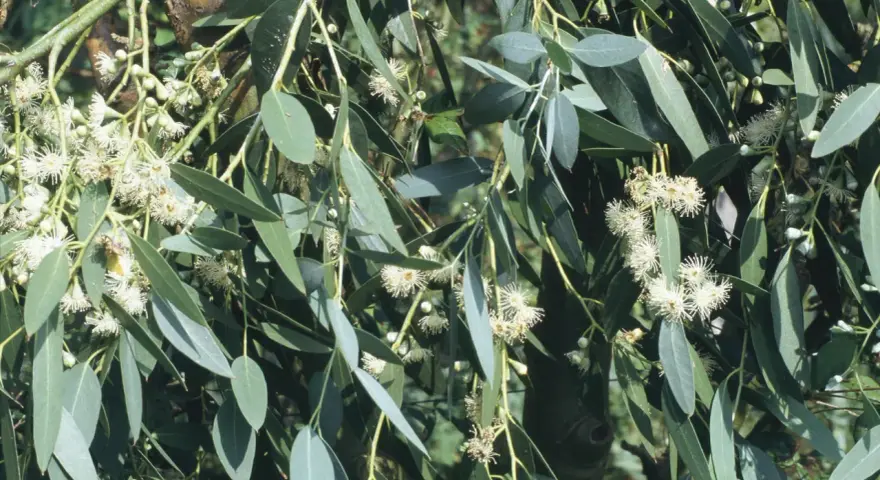 Eukalyptus vermehren: zarte weiße Blüten und lange, graugrüne Blätter an einem Ast.