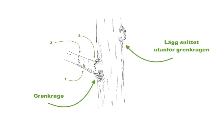 Illustration visar hur man beskär grenar. Grenkragen markeras, och snittet läggs utanför den för att buskar ska läka fint.