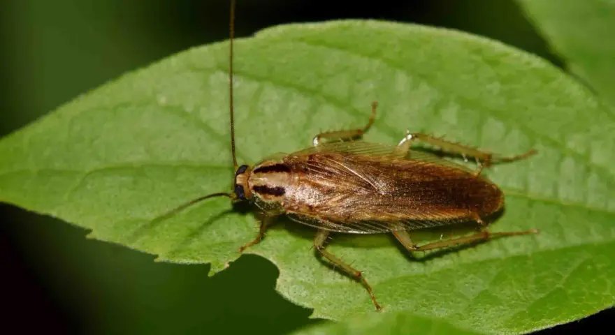 Cucaracha marrón sobre hoja verde. El ozono mata las cucarachas, pero esta parece estar bien.