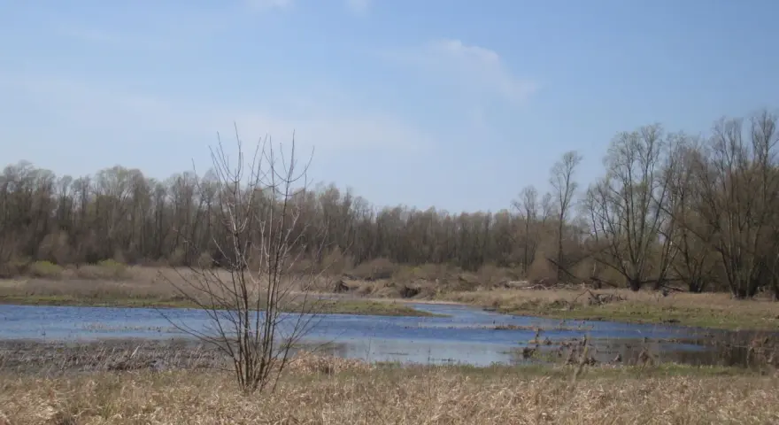 Wiosenny krajobraz w rezerwat przyrody jeziorsko. Woda odbija błękitne niebo, a drzewa na horyzoncie budzą się do życia.